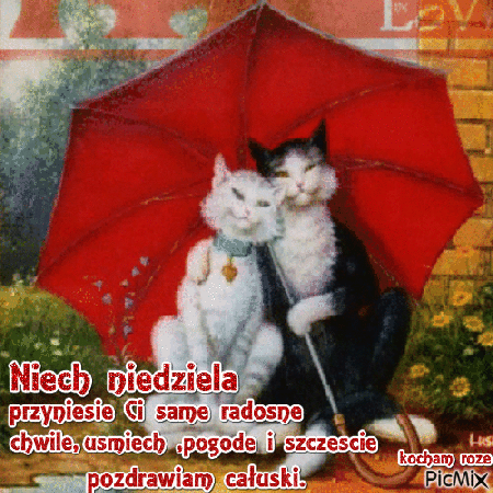 Radosnej niedzieli pogody życzą kotki